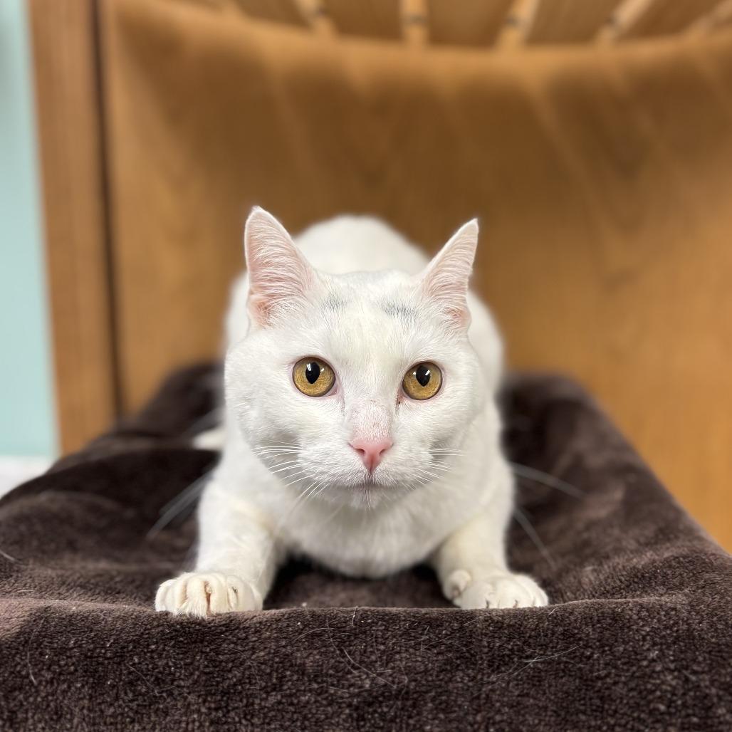 Enlarge Valli, a Adoptable Domestic Short Hair in Fargo, ND image 4/6