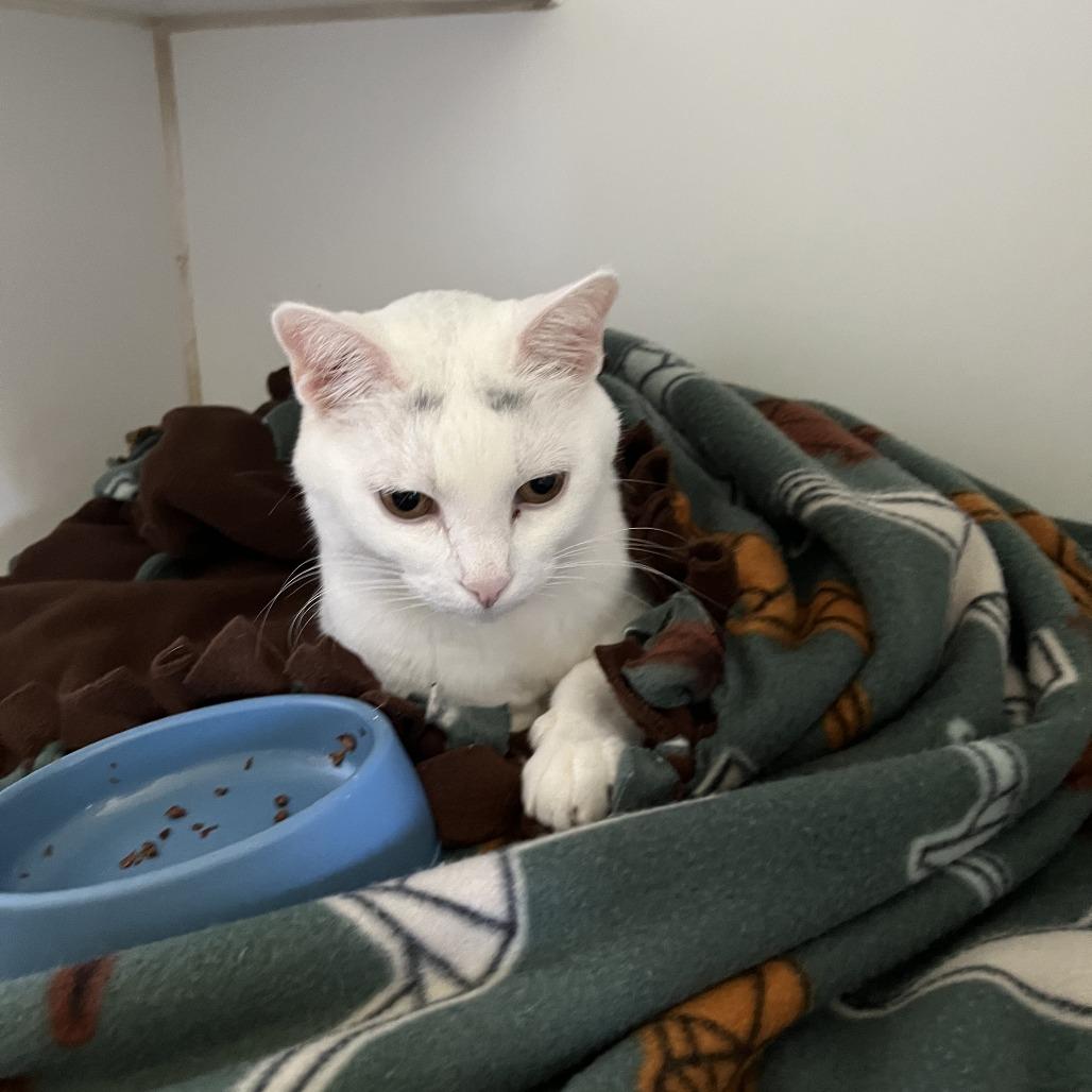 Enlarge Valli, a Adoptable Domestic Short Hair in Fargo, ND image 5/6