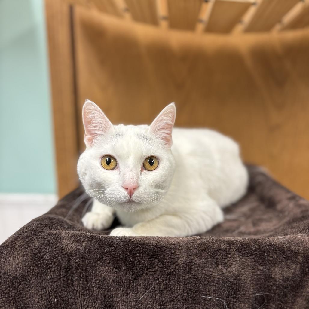 Enlarge Valli, a Adoptable Domestic Short Hair in Fargo, ND image 6/6