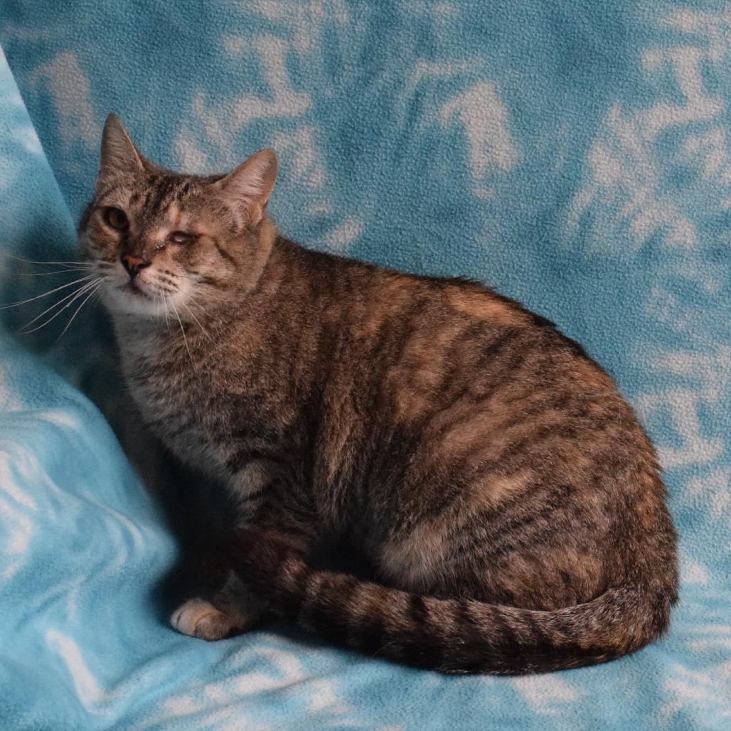 Enlarge Leela, a Adoptable Domestic Short Hair in Eureka, CA image 1/3