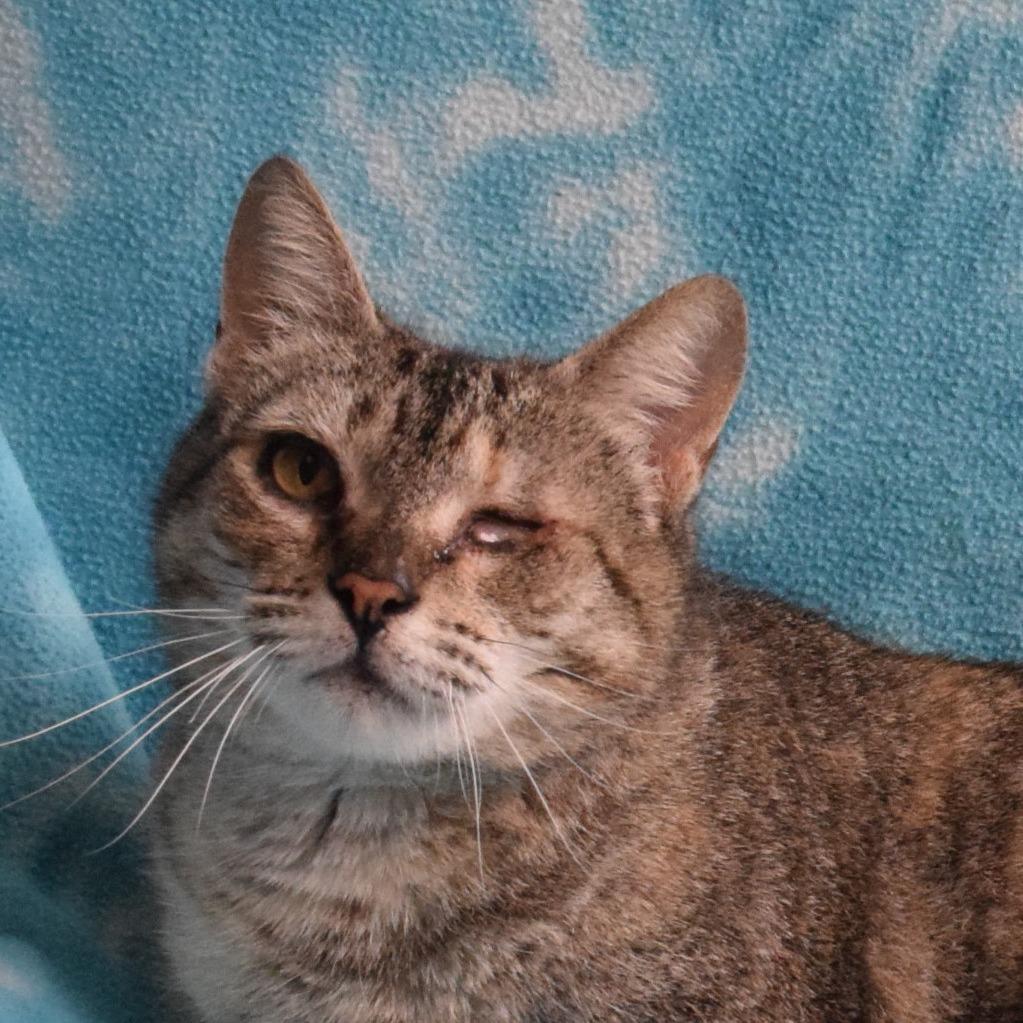 Enlarge Leela, a Adoptable Domestic Short Hair in Eureka, CA image 2/3