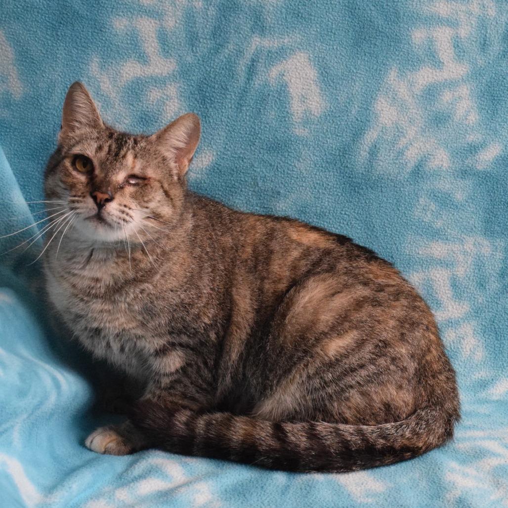 Enlarge Leela, a Adoptable Domestic Short Hair in Eureka, CA image 3/3