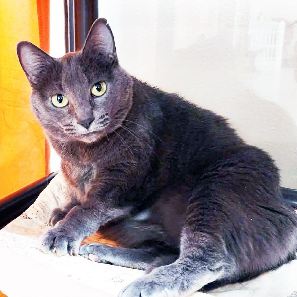 Jupe - sweet loving adorable girl, a ADOPTABLE Domestic Short Hair in Oshkosh, WI image 4/6