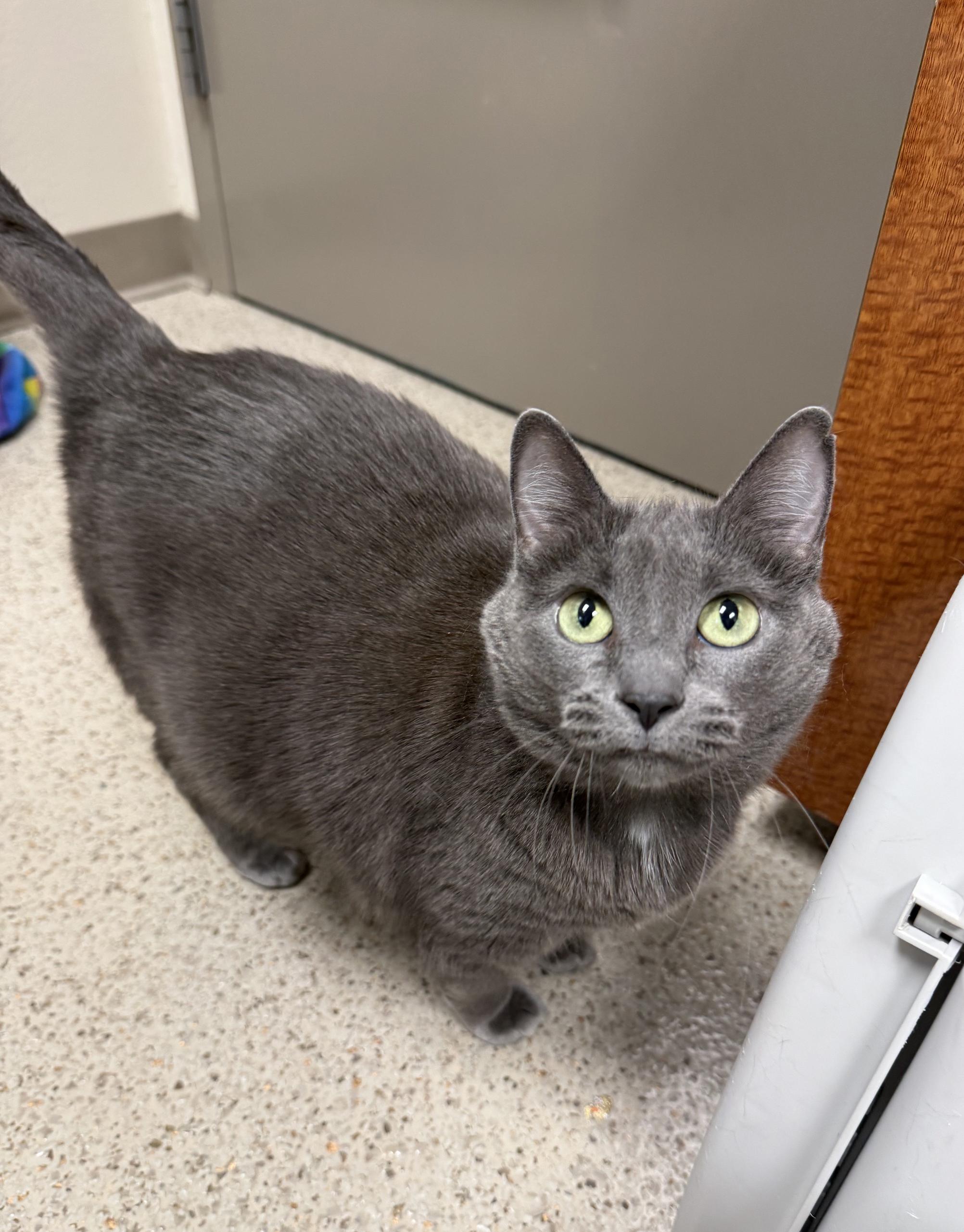 Jupe - sweet loving adorable girl, a ADOPTABLE Domestic Short Hair in Oshkosh, WI image 2/6