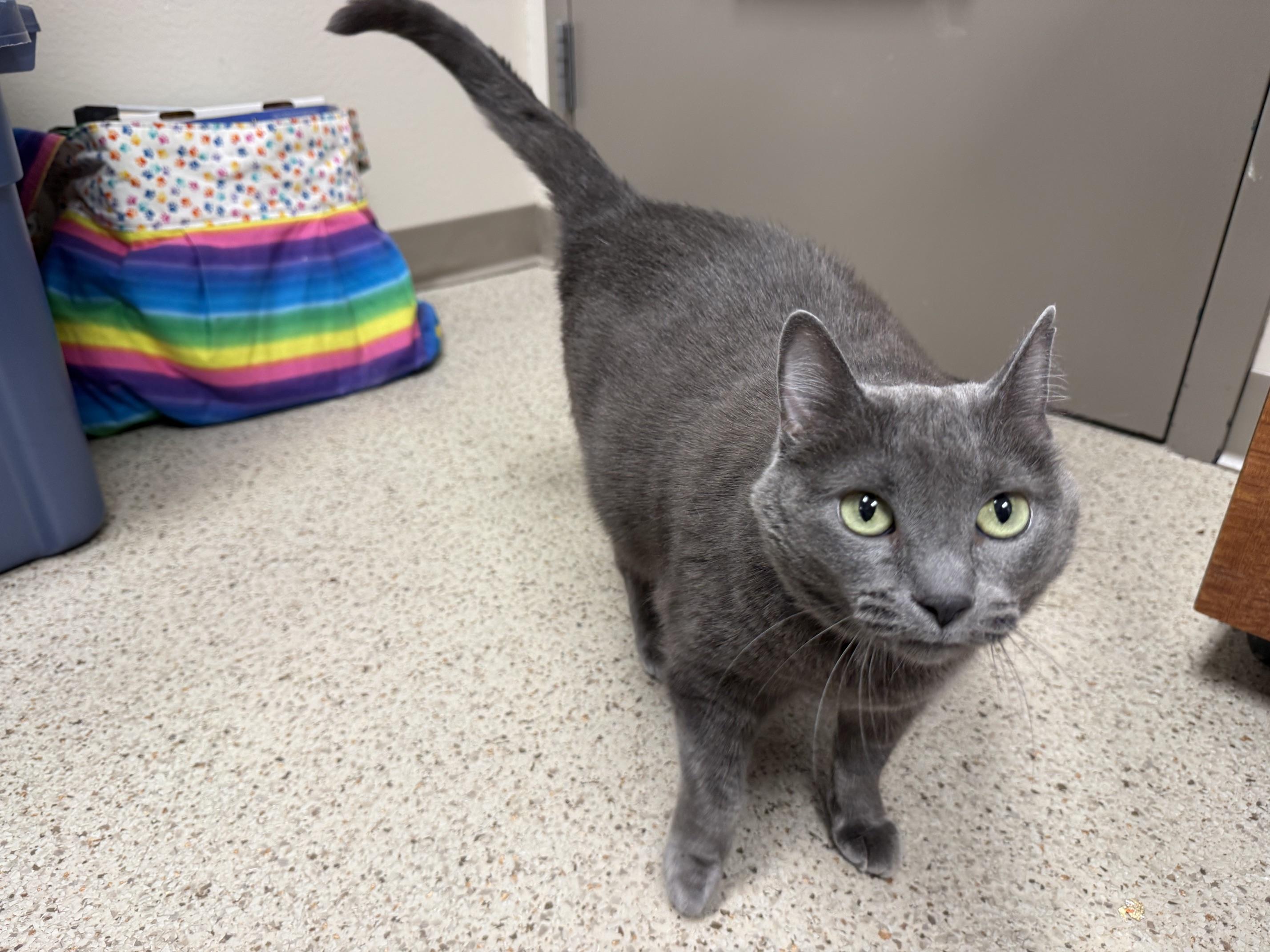 Jupe - sweet loving adorable girl, ADOPTABLE, Senior Female Domestic Short Hair.
