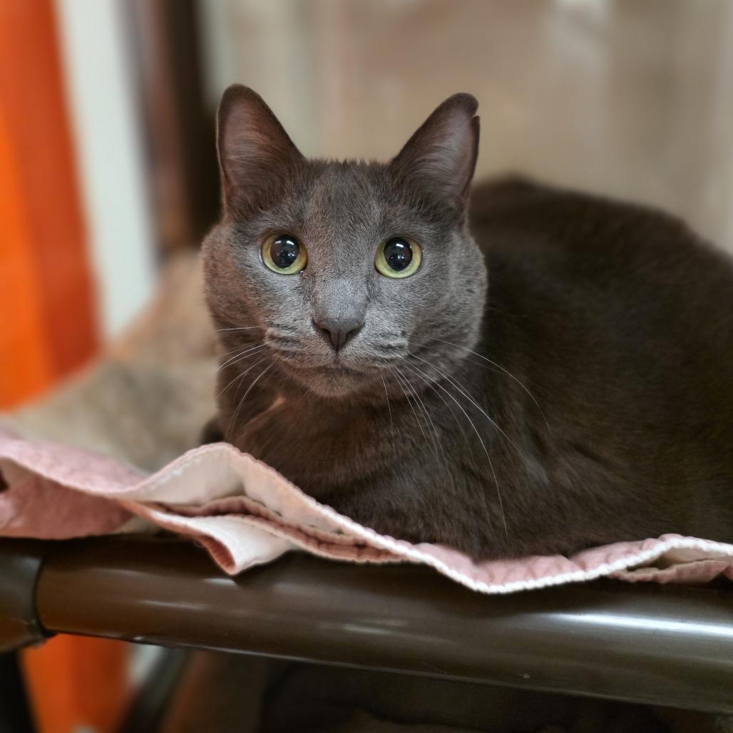 Jupe - sweet loving adorable girl, a ADOPTABLE Domestic Short Hair in Oshkosh, WI image 3/6