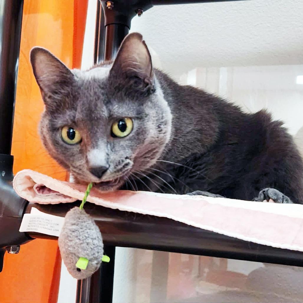 Jupe - sweet loving adorable girl, a ADOPTABLE Domestic Short Hair in Oshkosh, WI image 5/6