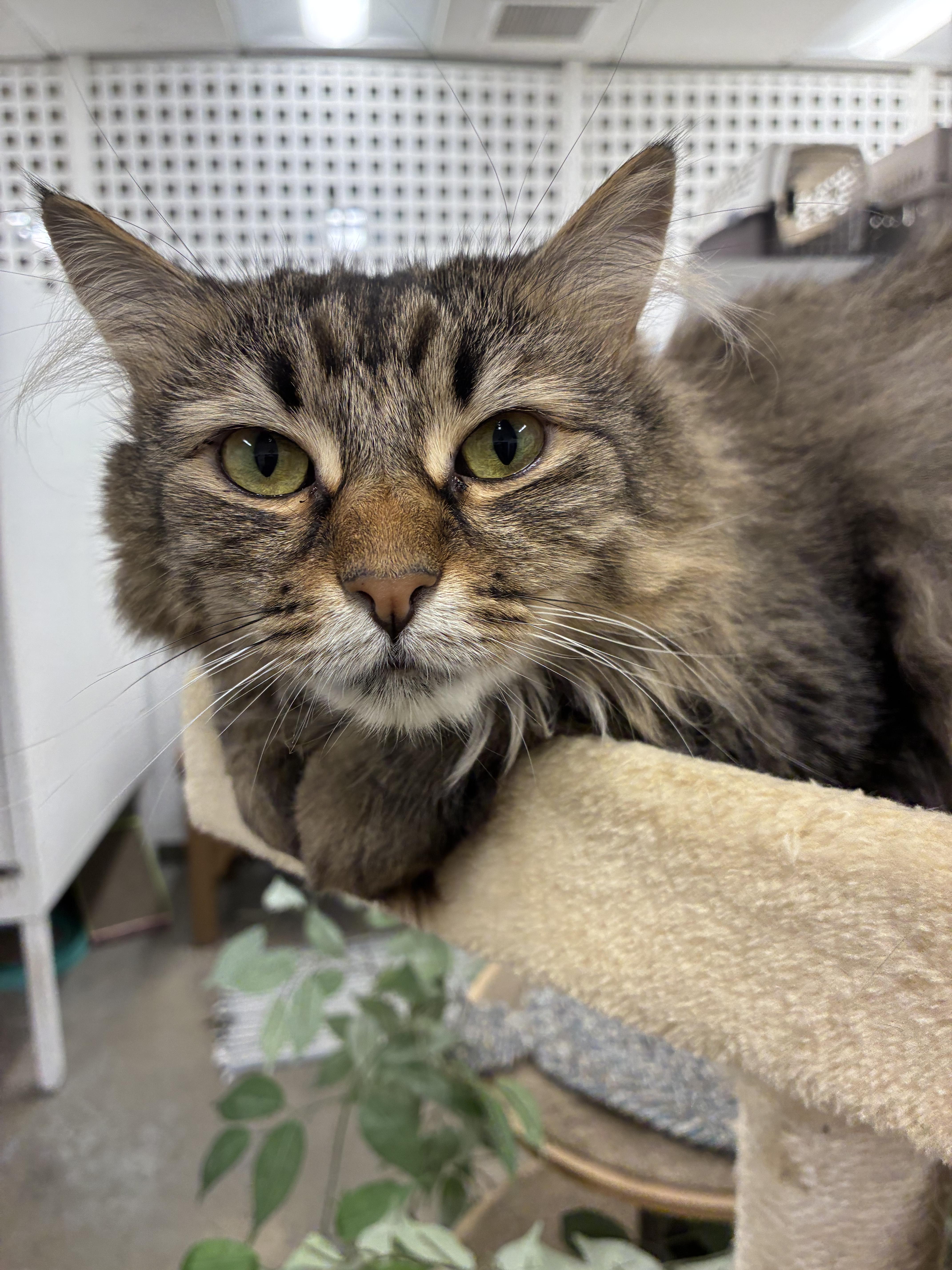 Enlarge Bella, a Adoptable Domestic Medium Hair in Edgewood, MD image 4/6