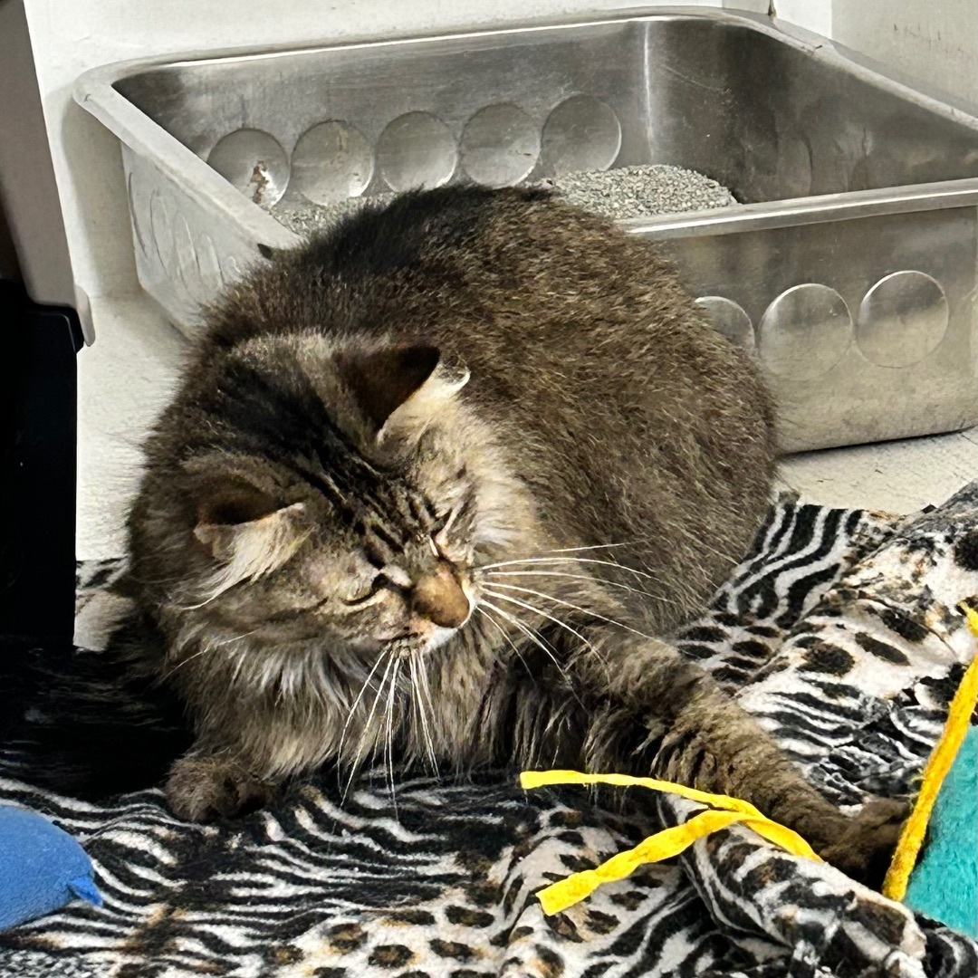 Bella, a Adoptable Domestic Medium Hair in Edgewood, MD image 2/5