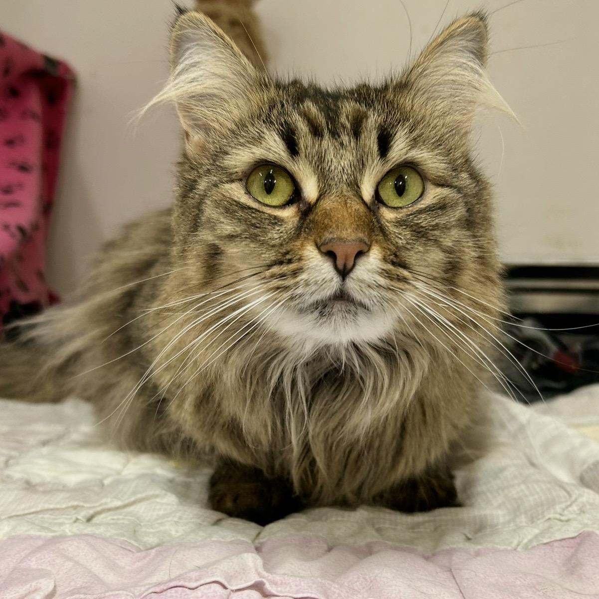 Bella, a Adoptable Domestic Medium Hair in Edgewood, MD image 1/6