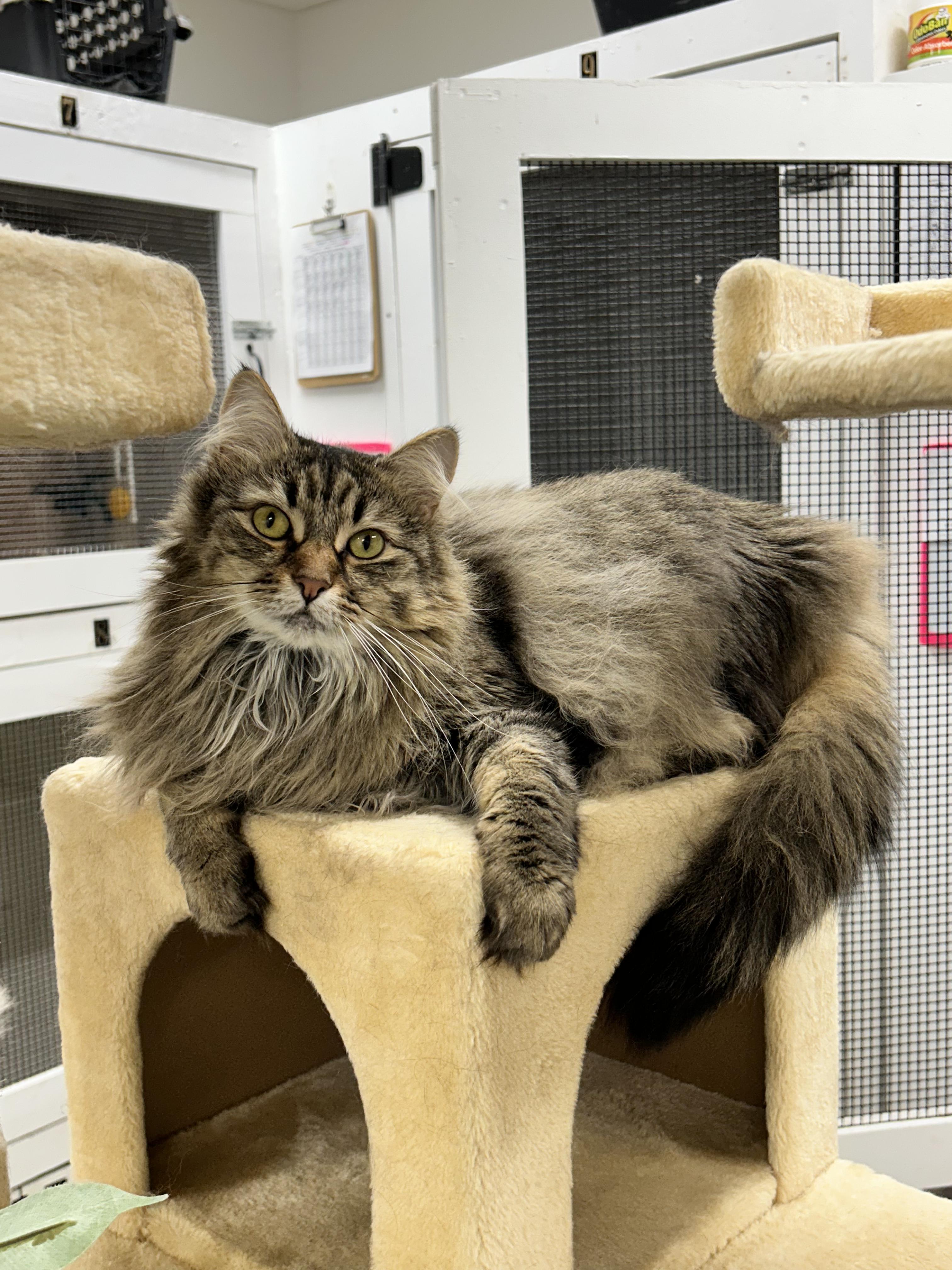 Enlarge Bella, a Adoptable Domestic Medium Hair in Edgewood, MD image 2/6