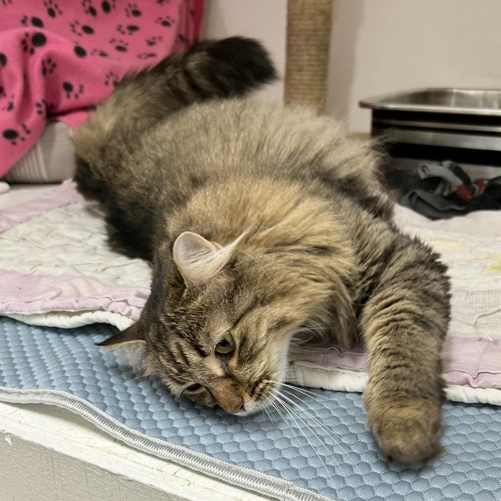 Bella, a Adoptable Domestic Medium Hair in Edgewood, MD image 5/6