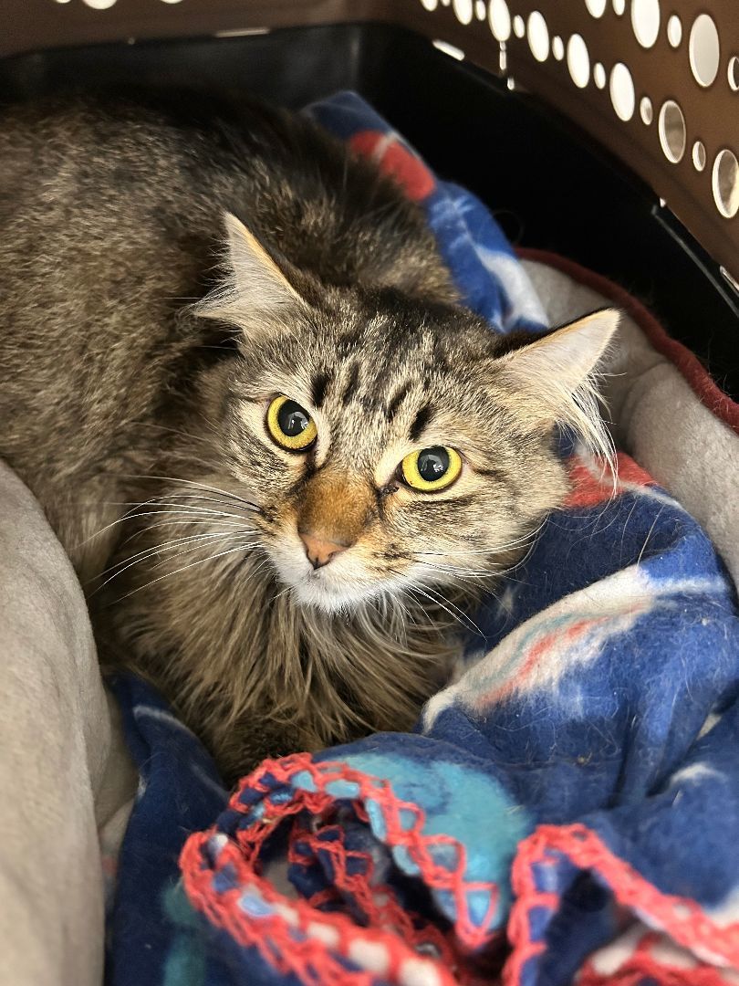 Bella, a Adoptable Domestic Medium Hair in Edgewood, MD image 3/5