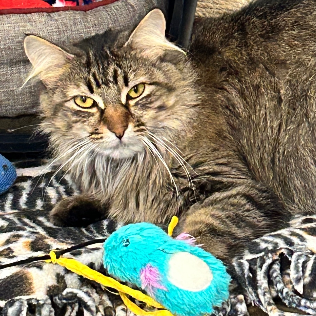 Bella, a Adoptable Domestic Medium Hair in Edgewood, MD image 4/5