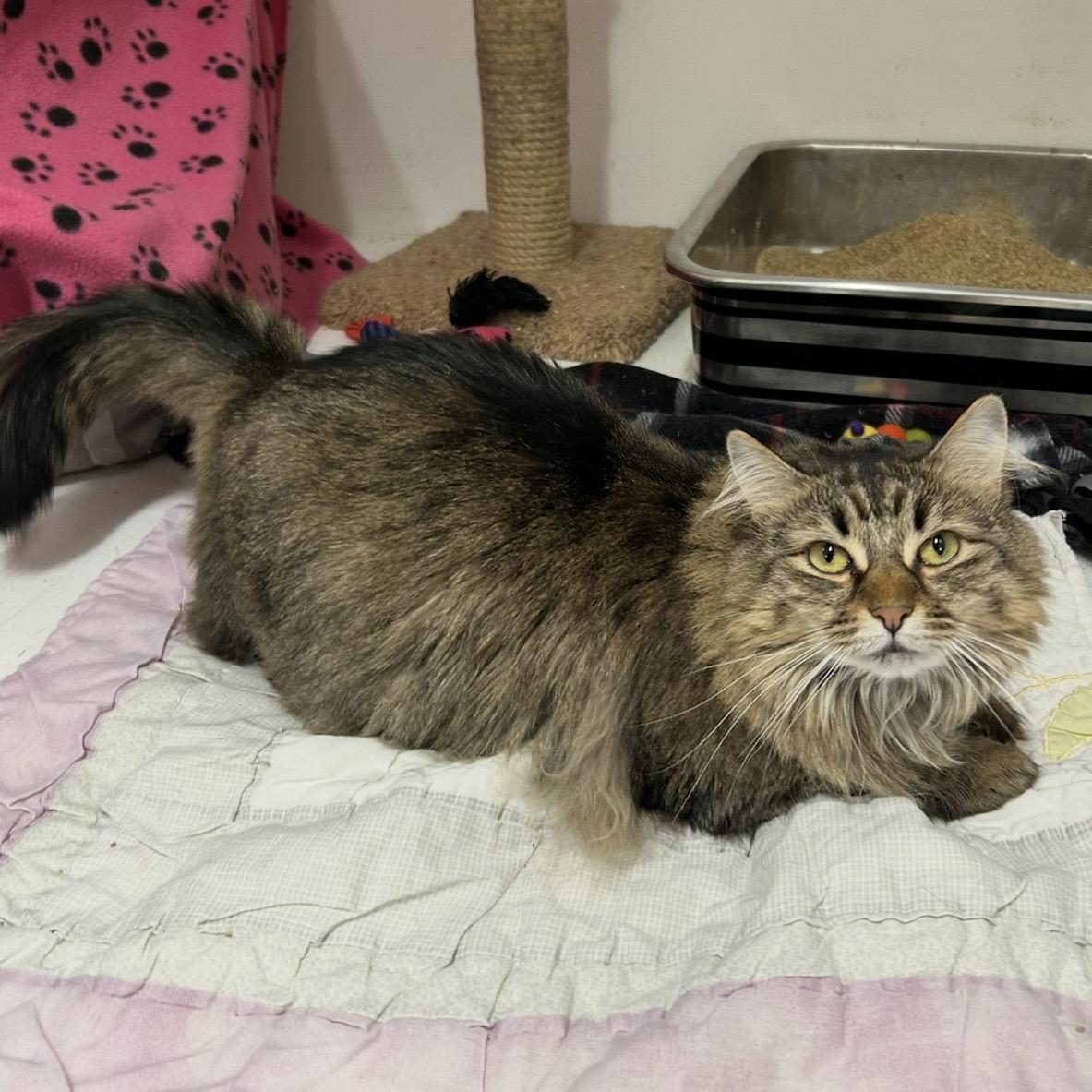 Bella, a Adoptable Domestic Medium Hair in Edgewood, MD image 3/6