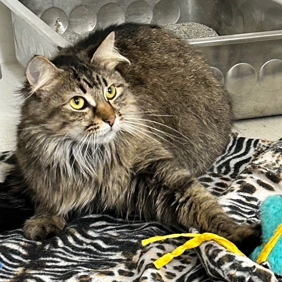 Bella, a Adoptable Domestic Medium Hair in Edgewood, MD image 5/5