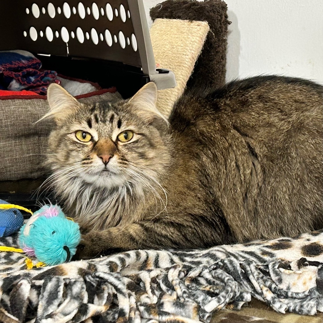 Bella, a Adoptable Domestic Medium Hair in Edgewood, MD image 1/5