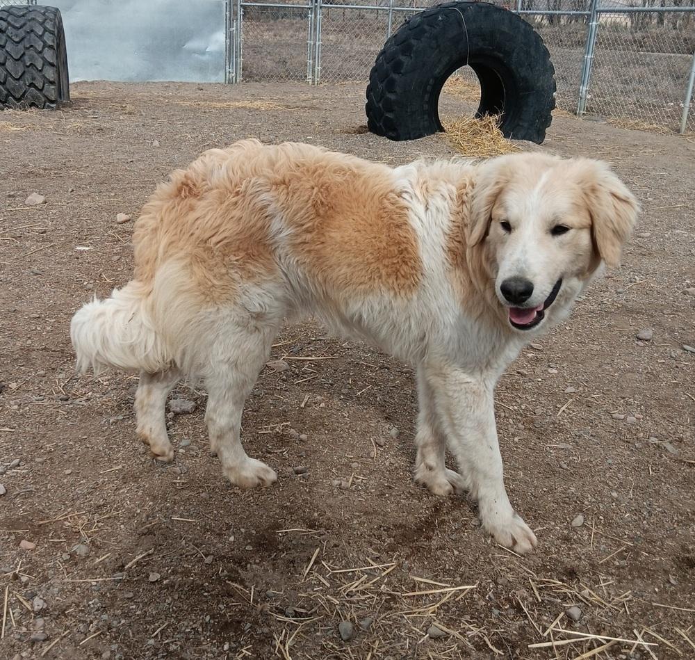 Enlarge Kaden, a Adoptable mixed breed in Challis, ID image 2/6