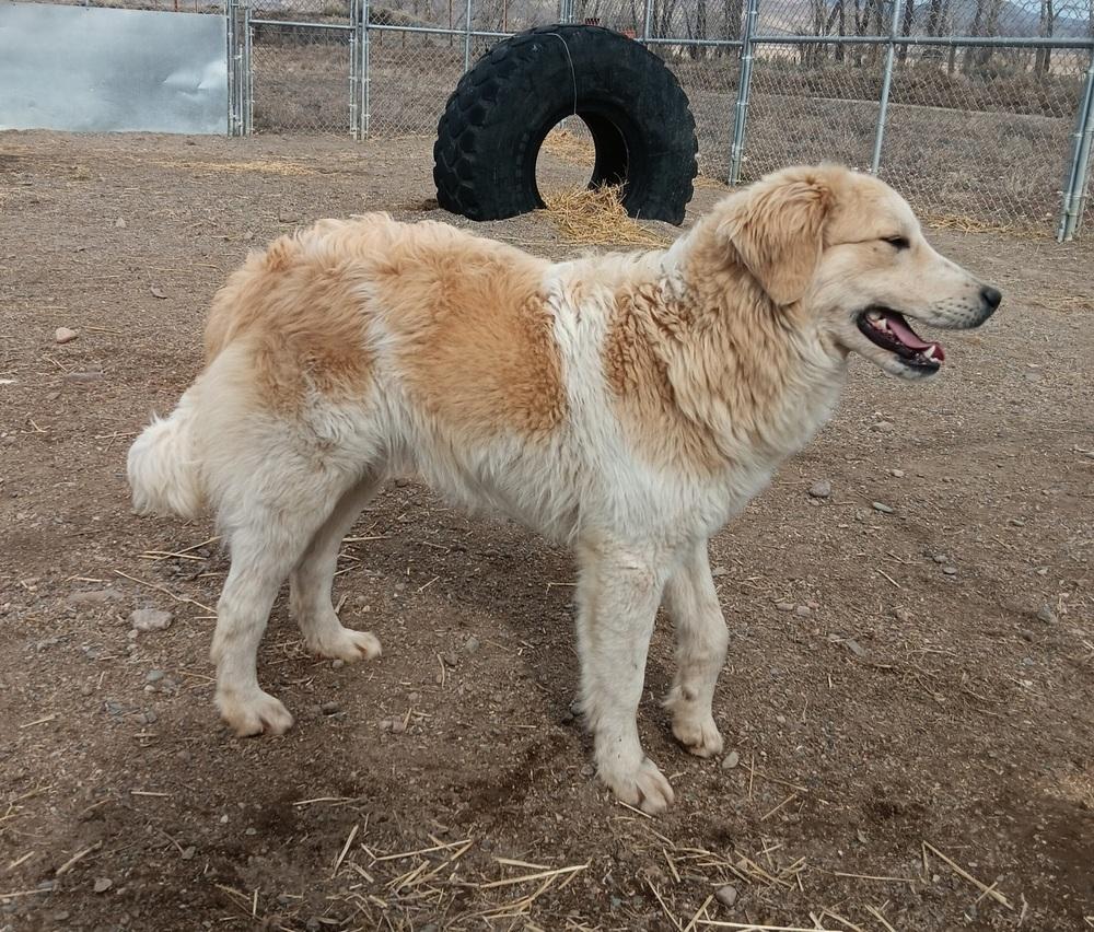 Enlarge Kaden, a Adoptable mixed breed in Challis, ID image 4/6