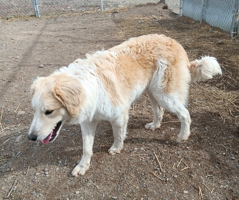 Enlarge Kaden, a Adoptable mixed breed in Challis, ID image 6/6
