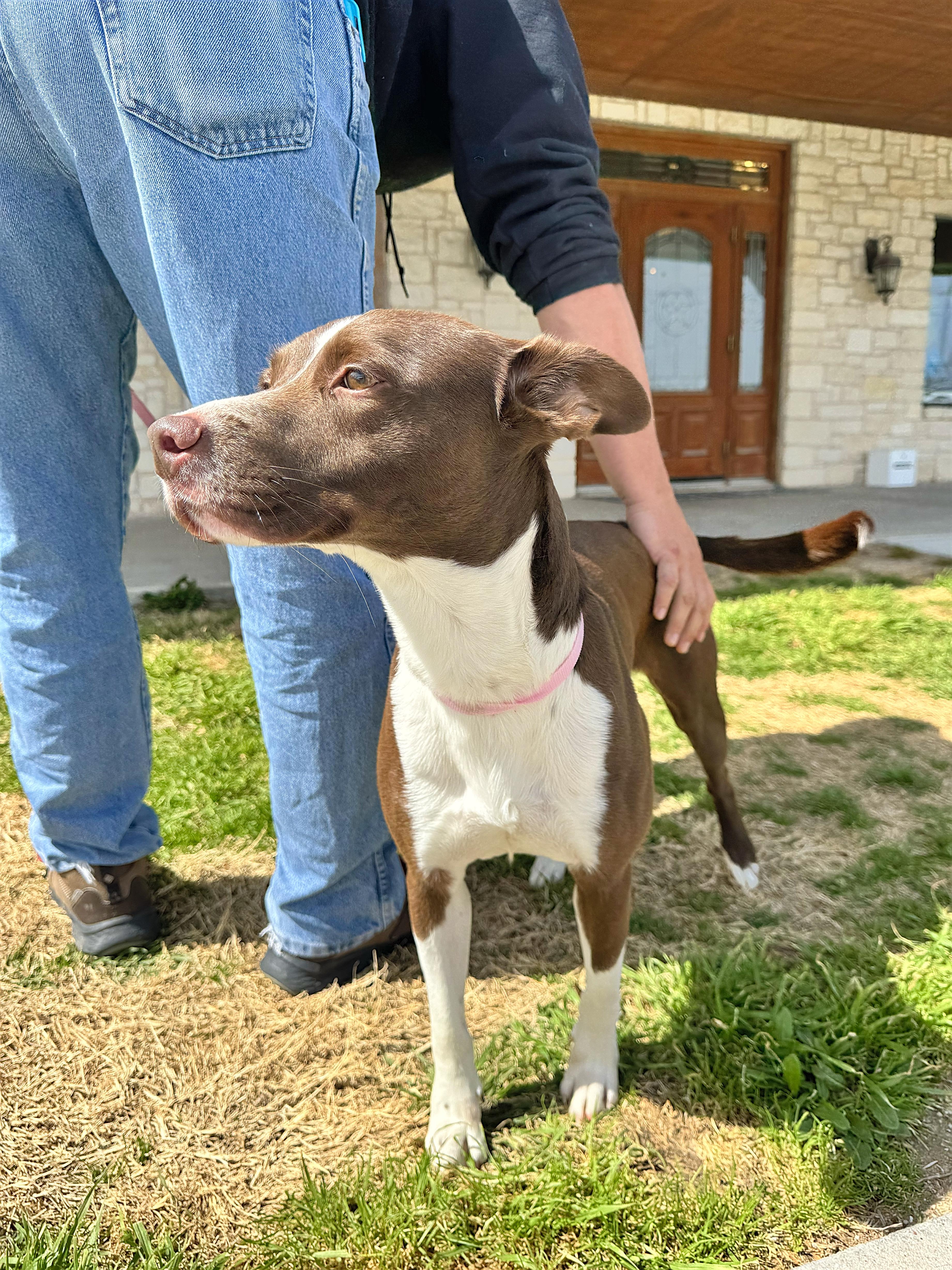 Enlarge Cooper, a Adoptable mixed breed in Biddeford, ME image 3/4