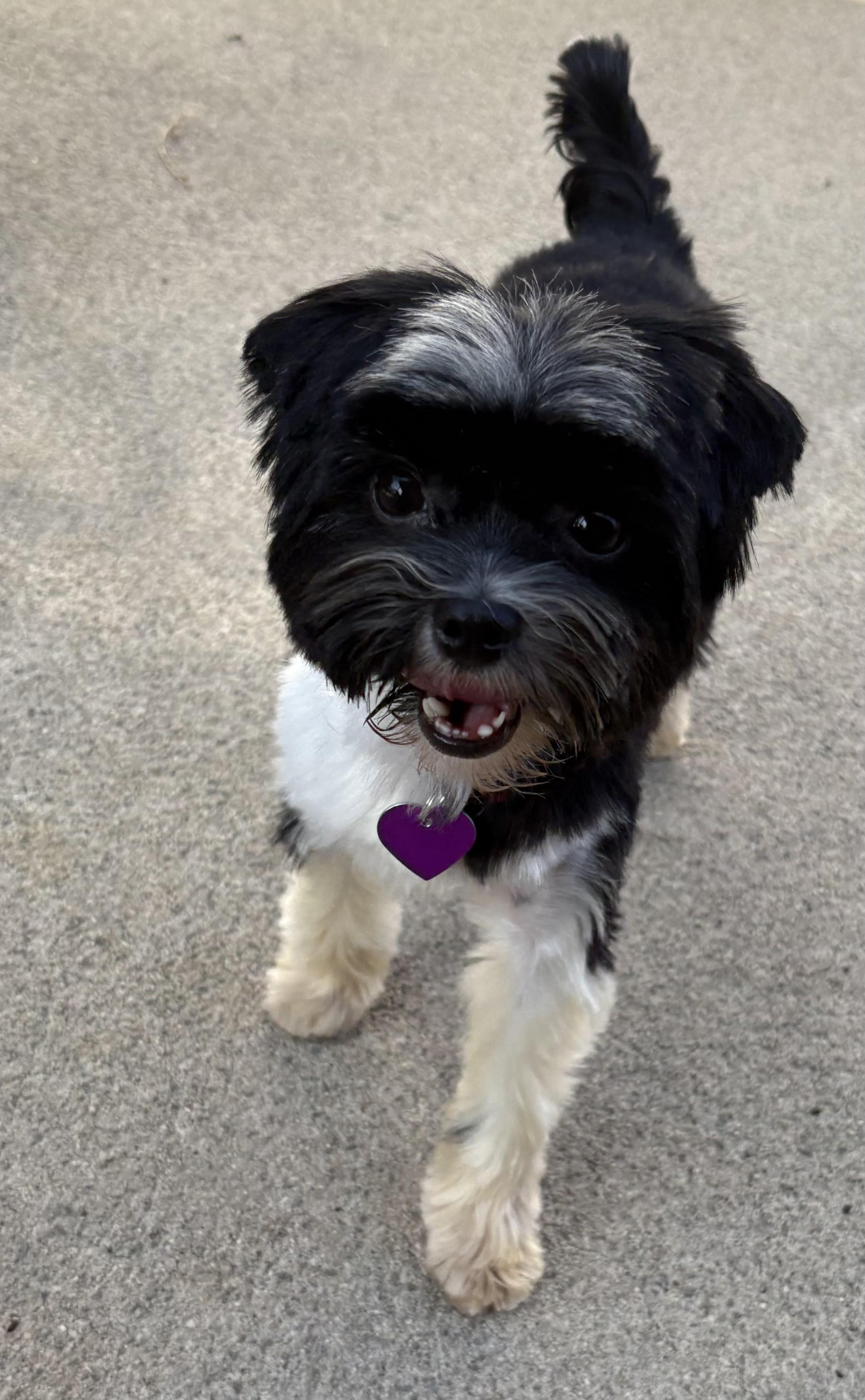 Molly, adopted, Adult Female Yorkshire Terrier.