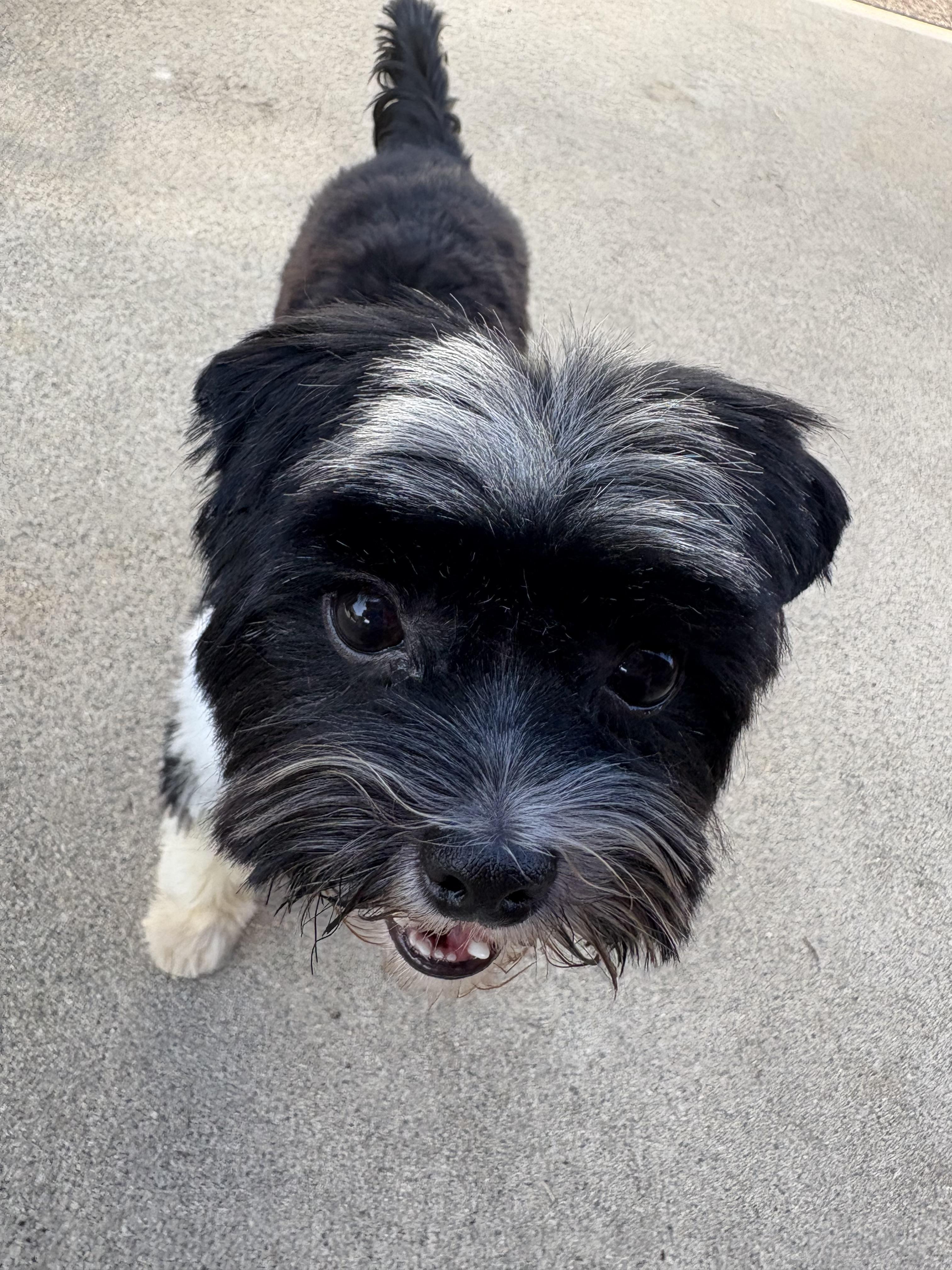 Molly, an adopted Yorkshire Terrier in Covina, CA image 2/2