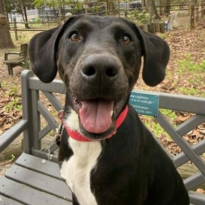 Enlarge Lucy, a Adoptable mixed breed in Voorhees, NJ image 1/3