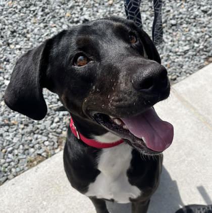 Enlarge Lucy, a Adoptable mixed breed in Voorhees, NJ image 2/3