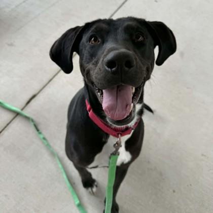 Enlarge Lucy, a Adoptable mixed breed in Voorhees, NJ image 3/3