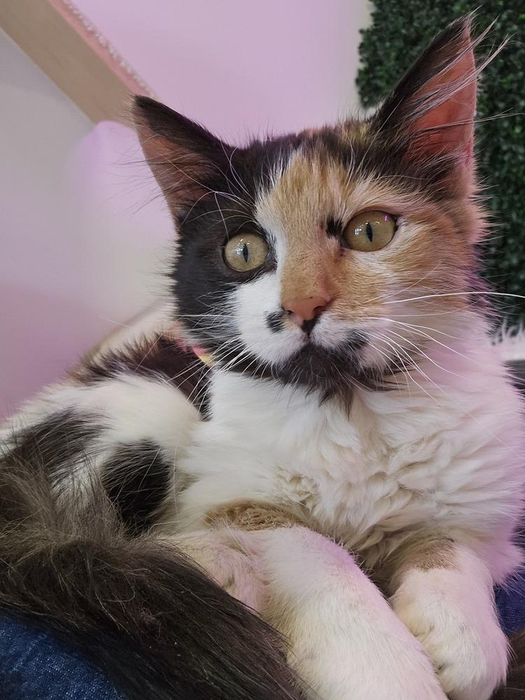 Enlarge **Cat Cafe** Bonnie, a Adoptable Domestic Medium Hair in Topeka, KS image 1/6