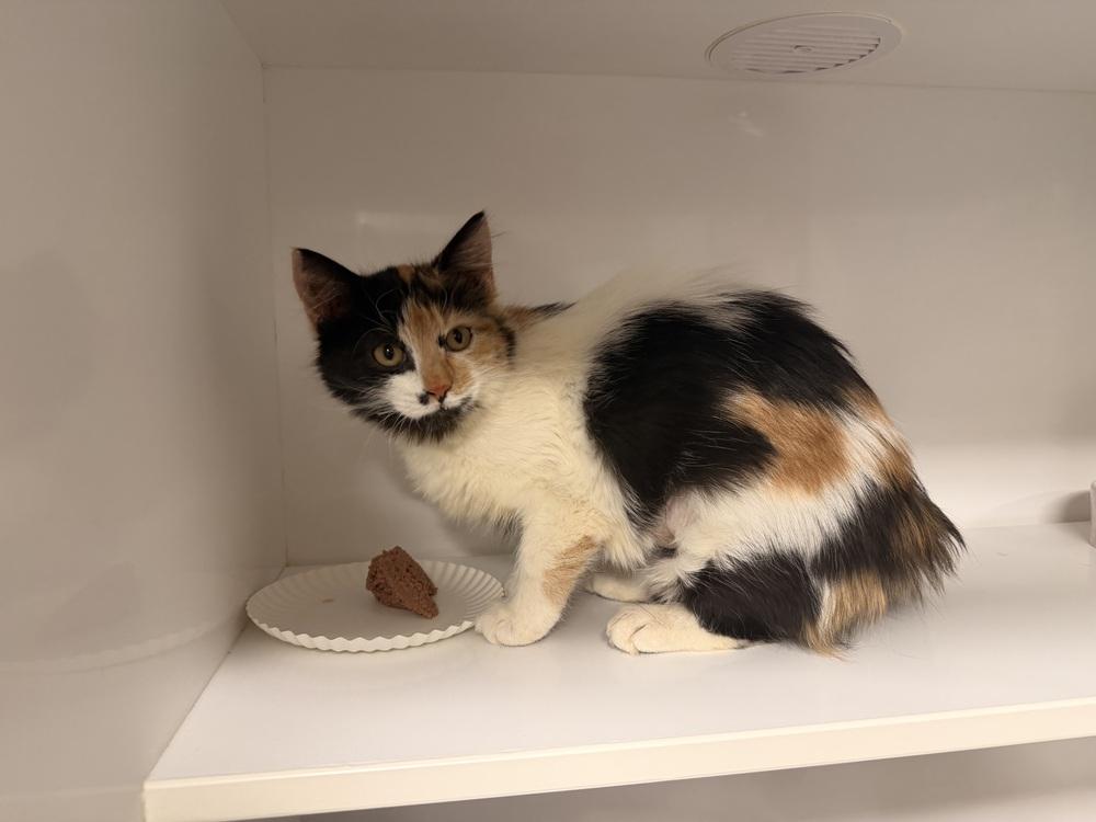 Enlarge **Cat Cafe** Bonnie, a Adoptable Domestic Medium Hair in Topeka, KS image 2/6