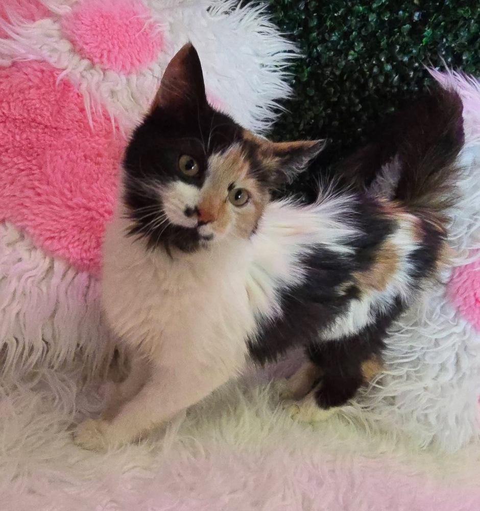 Enlarge **Cat Cafe** Bonnie, a Adoptable Domestic Medium Hair in Topeka, KS image 3/6