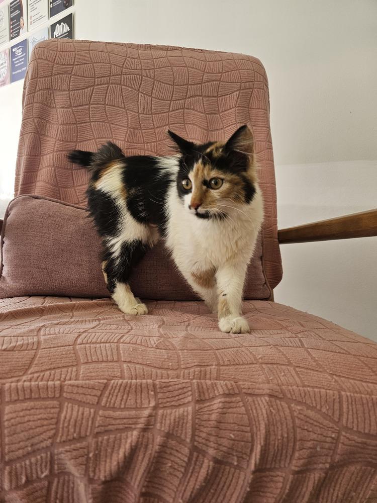 Enlarge **Cat Cafe** Bonnie, a Adoptable Domestic Medium Hair in Topeka, KS image 6/6