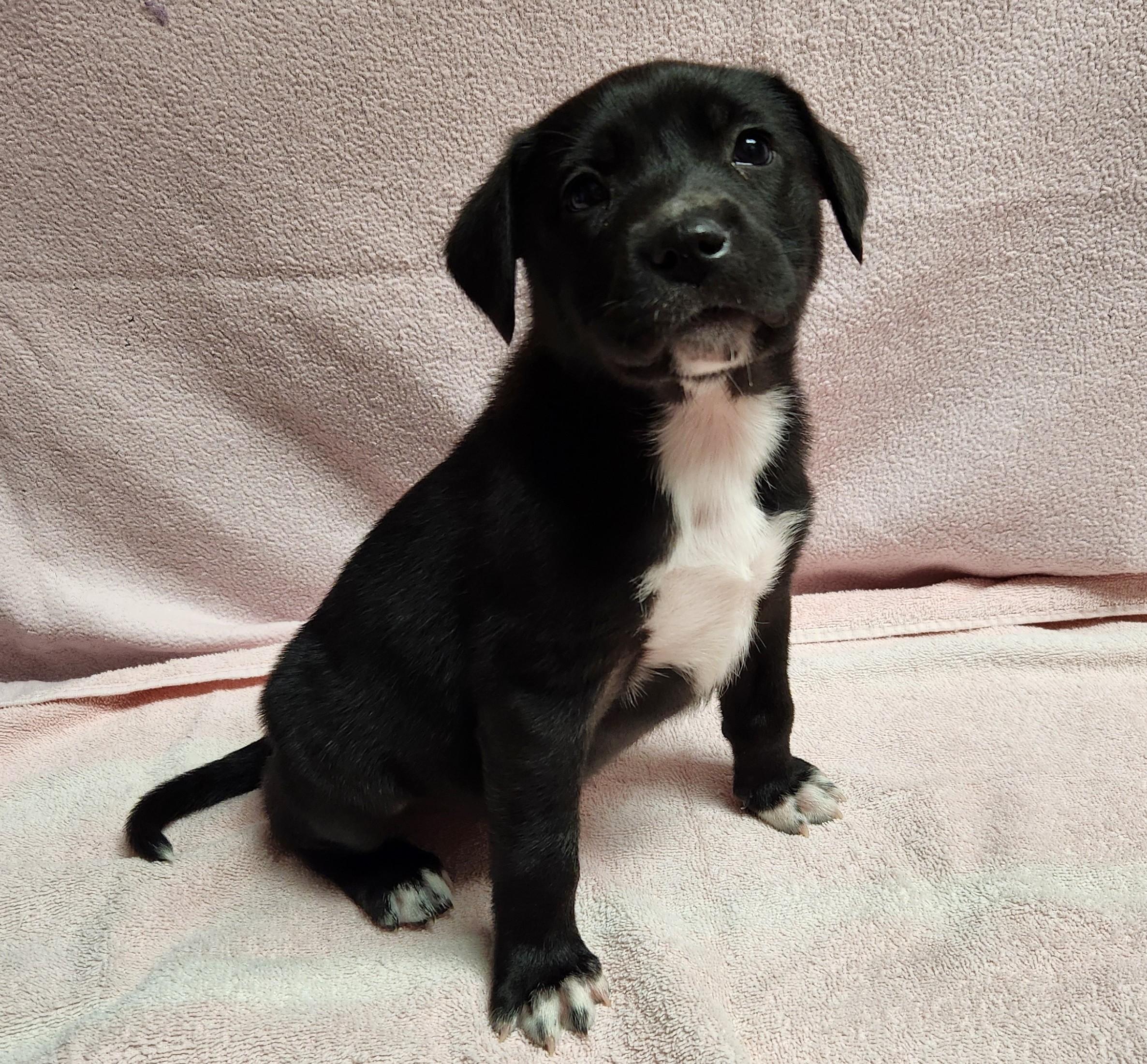 Enlarge Addie, a ADOPTABLE mixed breed in Siloam Springs, AR image 1/2