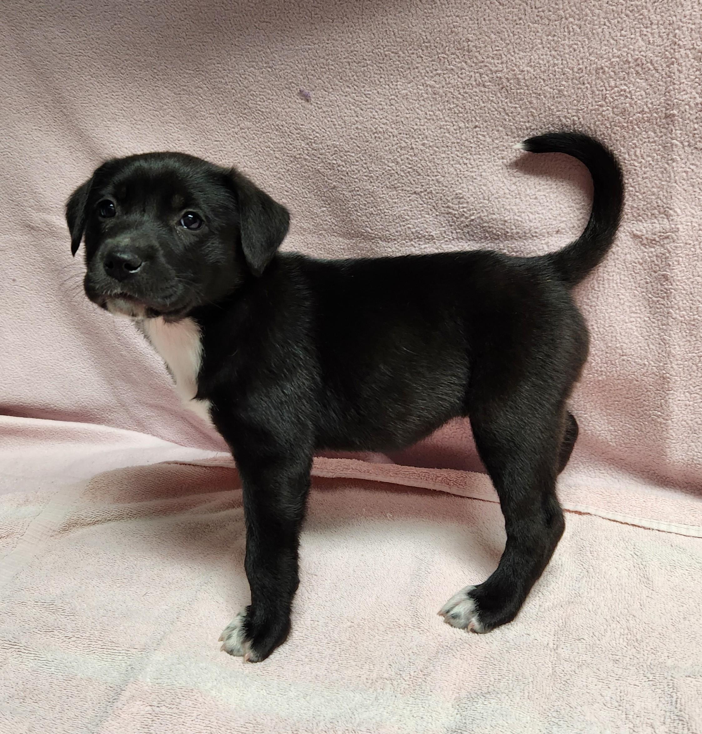 Enlarge Addie, a ADOPTABLE mixed breed in Siloam Springs, AR image 2/2