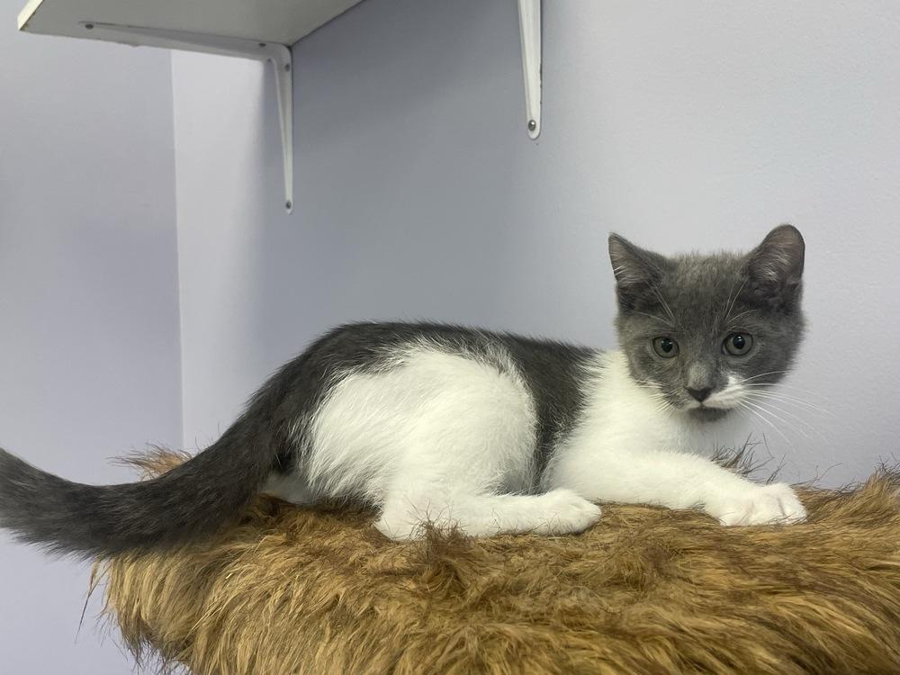 Enlarge Fo-Fum, a Adoptable Domestic Short Hair in Trenton, ME image 1/6