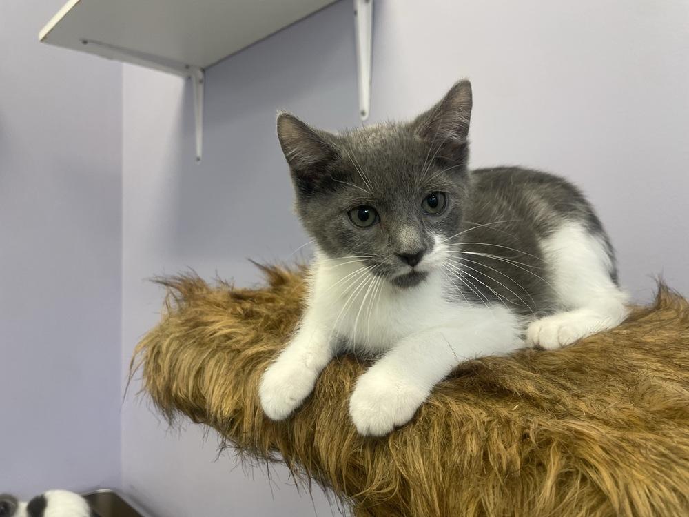 Enlarge Fo-Fum, a Adoptable Domestic Short Hair in Trenton, ME image 2/6