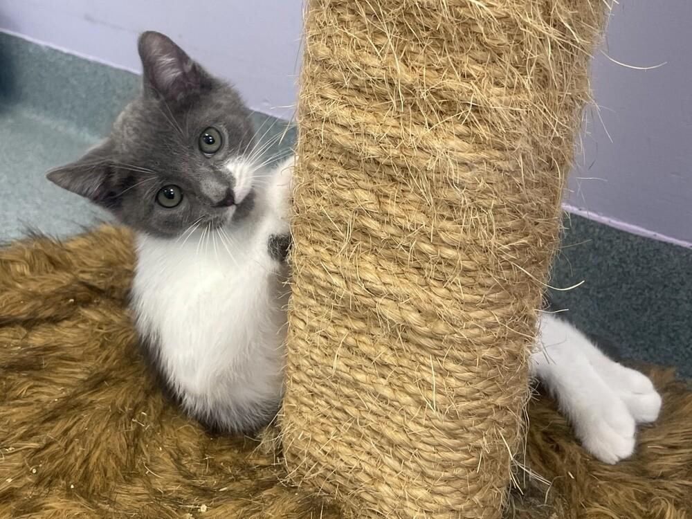 Enlarge Fo-Fum, a Adoptable Domestic Short Hair in Trenton, ME image 3/6