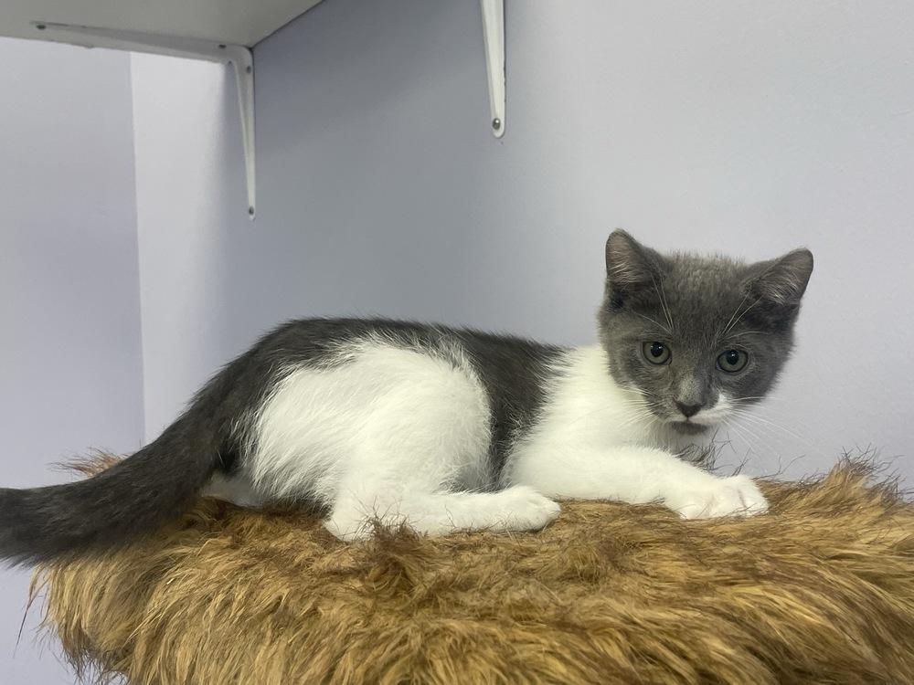 Enlarge Fo-Fum, a Adoptable Domestic Short Hair in Trenton, ME image 4/6