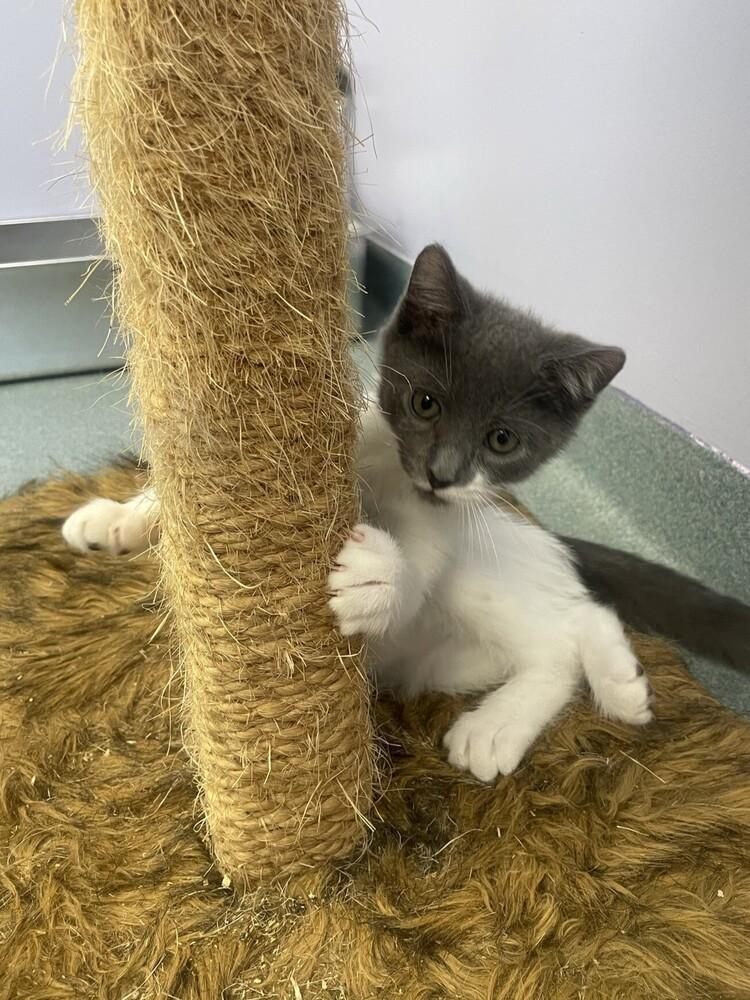 Enlarge Fo-Fum, a Adoptable Domestic Short Hair in Trenton, ME image 5/6