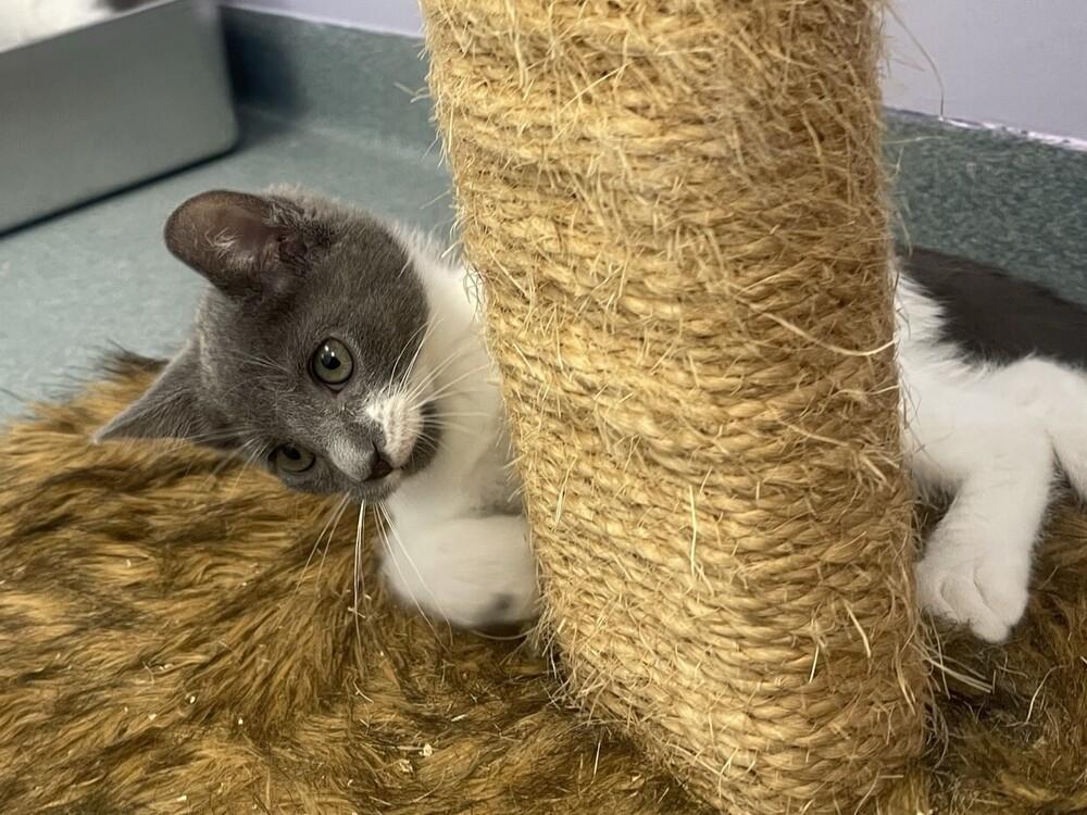 Enlarge Fo-Fum, a Adoptable Domestic Short Hair in Trenton, ME image 6/6