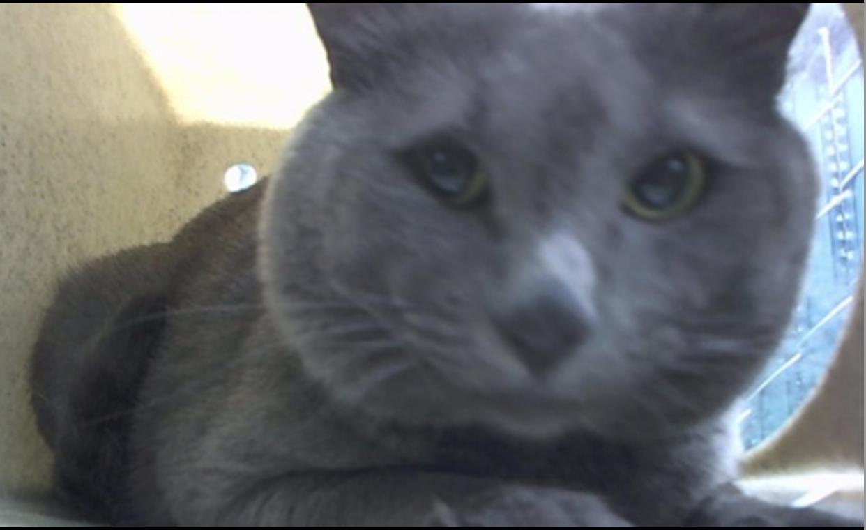 Milo, a Adoptable Russian Blue in Beverly Hills, CA image 2/2