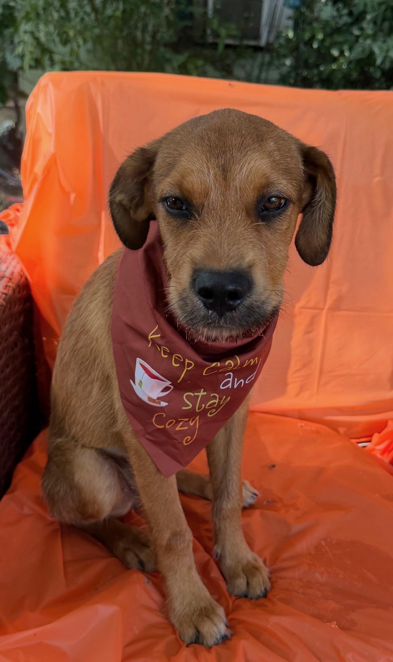 Antonia, Adoptable, Young Female Fox Terrier.