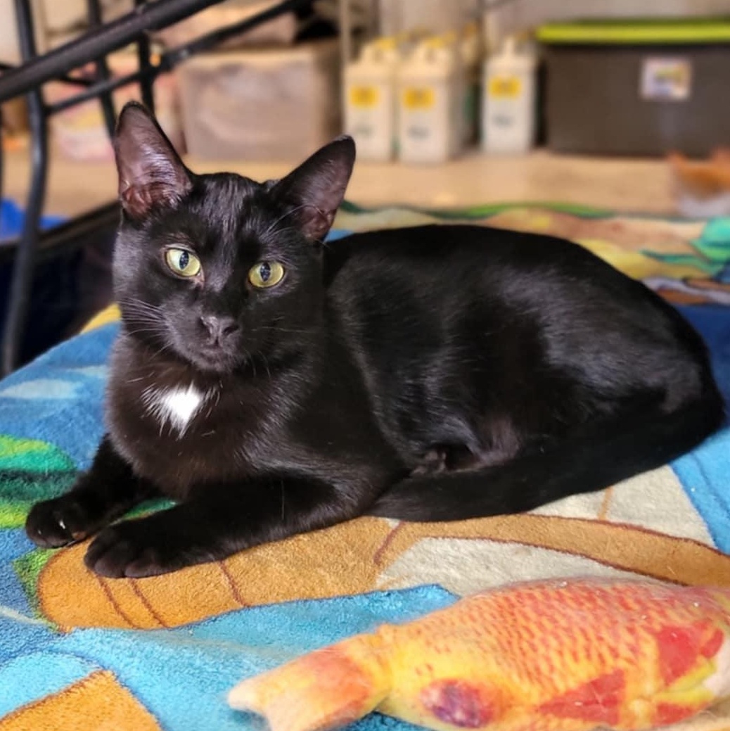 Dusk, an adoptable Domestic Short Hair in Devils Lake, ND, 58301 | Photo Image 1