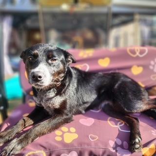 Enlarge Stormi, a ADOPTABLE mixed breed in Manhasset, NY image 3/5