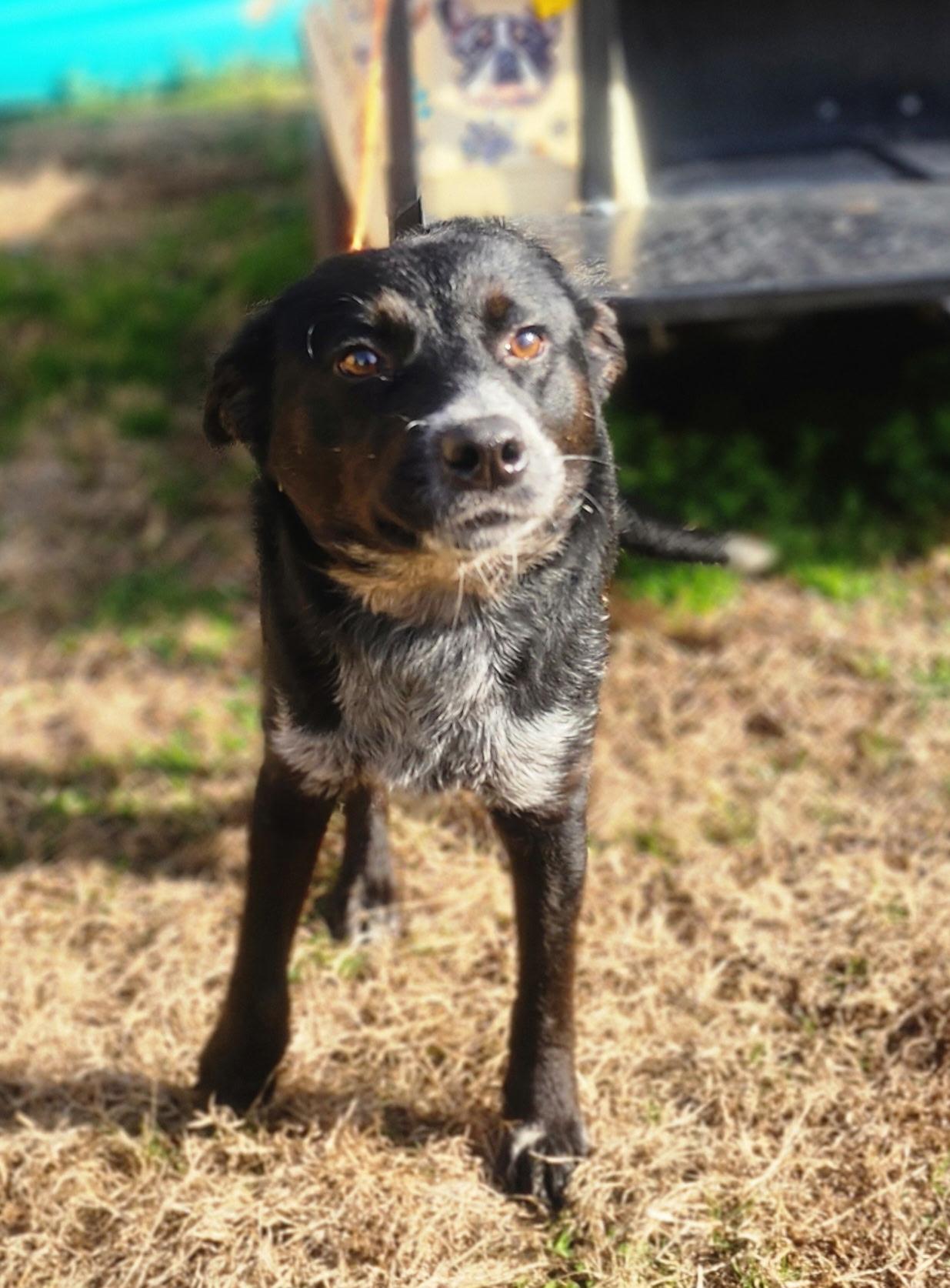 Stormi, ADOPTABLE, Young Female Australian Kelpie.