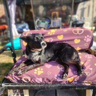 Enlarge Stormi, a ADOPTABLE mixed breed in Manhasset, NY image 5/5