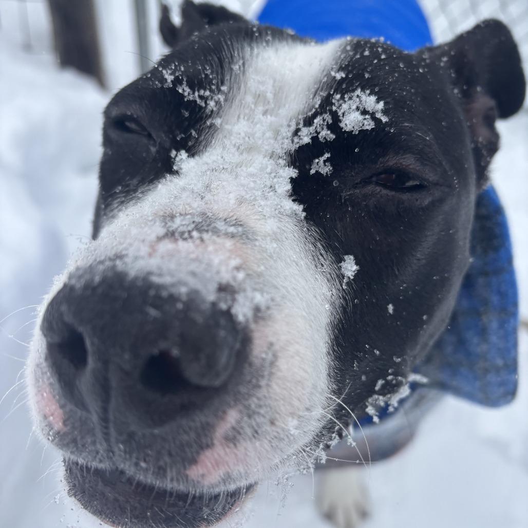 Enlarge Missy, a Adoptable Pit Bull Terrier in Manchester, CT image 1/6