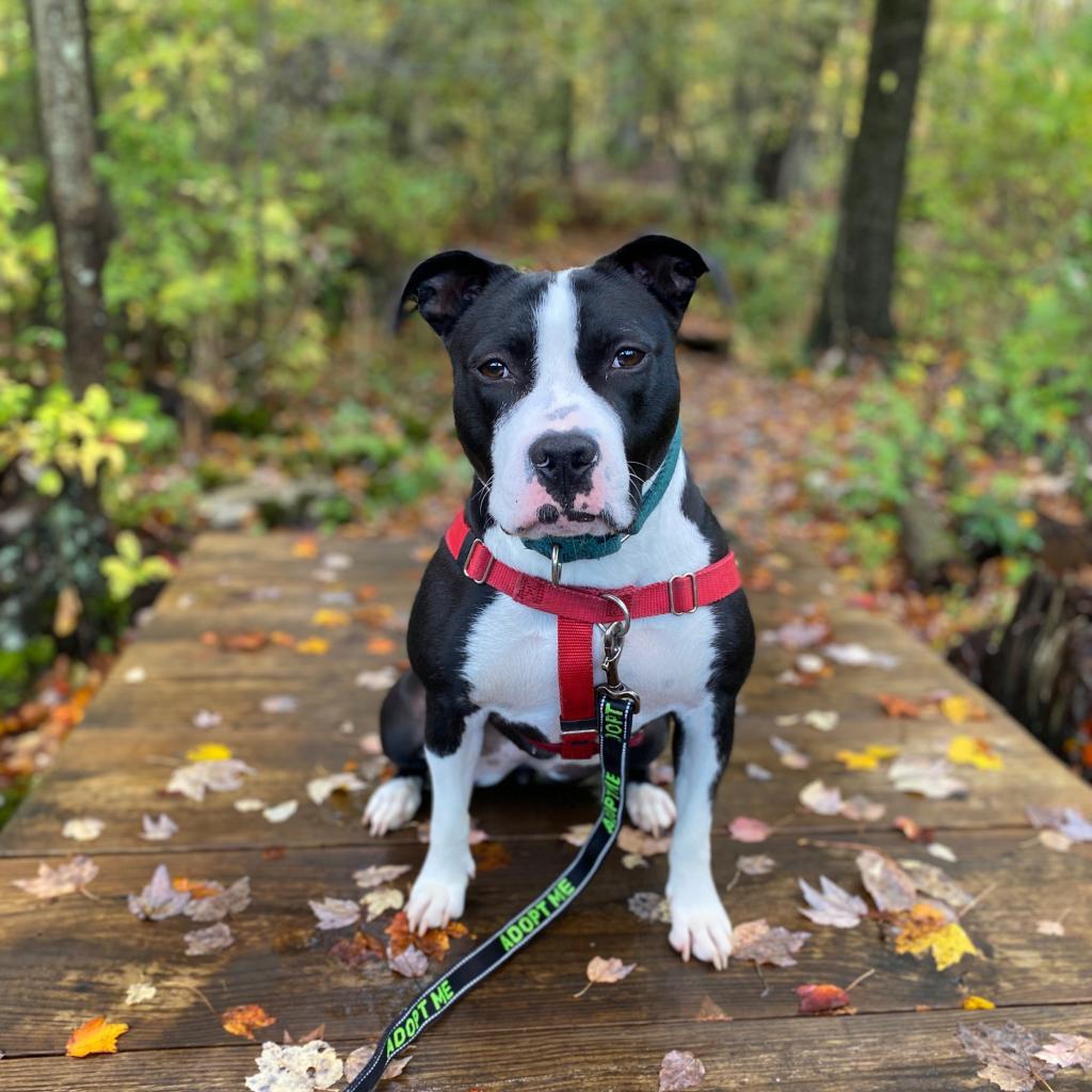 Enlarge Missy, a Adoptable Pit Bull Terrier in Manchester, CT image 2/6